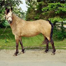 Connemara Mosens Rose Maree