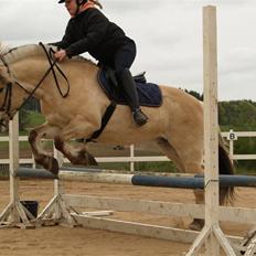 Fjordhest Felix