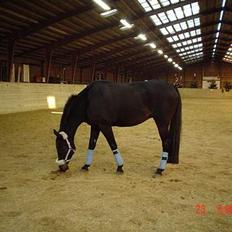 Dansk Varmblod Bernando