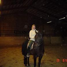 Dansk Varmblod Bernando