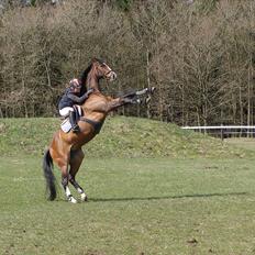 Dansk Varmblod Casper *byttet væk*