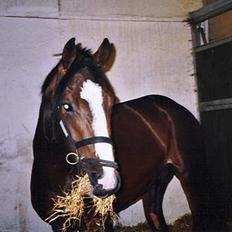 Dansk Varmblod Casper *byttet væk*