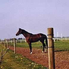 Dansk Varmblod Casper *byttet væk*