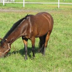 New Forest Holmens Anton 