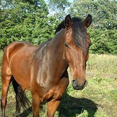 New Forest Holmens Anton 