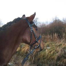 New Forest Holmens Anton 