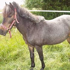 Welsh Mountain (sec A) Daisy (død)