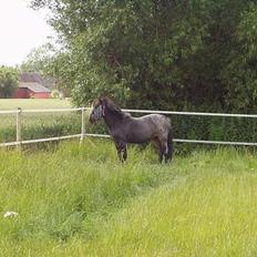 Welsh Mountain (sec A) Daisy (død)