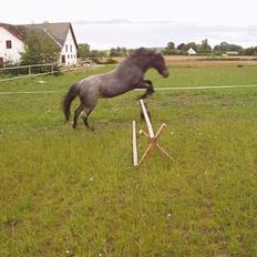 Welsh Mountain (sec A) Daisy (død)