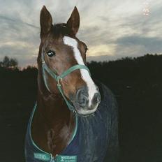 Dansk Varmblod Citrus. Solgt (2006)