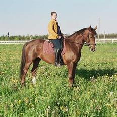 Dansk Varmblod Citrus. Solgt (2006)