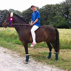 Anden særlig race Picasso