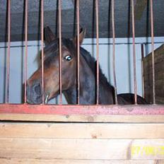 Anden særlig race Picasso