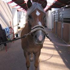 Haflinger Columbine - død