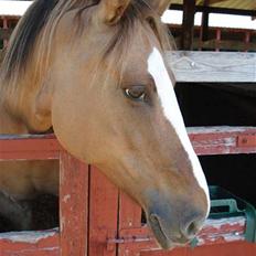 Anden særlig race Sunshine