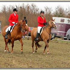 Anden særlig race Sunshine