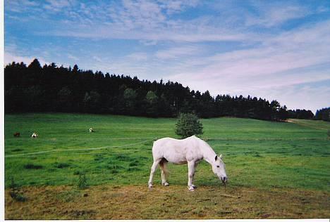 Connemara College boy/ †aflivet† - her er jeg så.. jeg leger med en pen.. hehe  billede 10