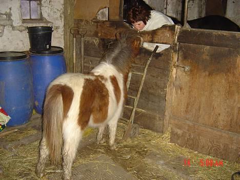 Miniature Indian Surprice - Hej mor - Indy vil hellere være uden for boksen, end i boksen billede 10