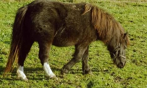 Miniature Cirkeline - Cirkeline nov. 04 billede 7