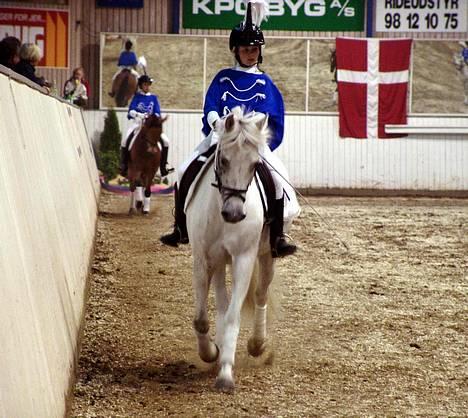 New Forest Odbjergs Pikant-solgt - Pikant og jeg ride horse show men for new forester billede 2