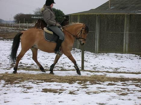 Anden særlig race Stella Elsk' dig <solgt> - Min dejlige lille dressur pony !!! billede 5