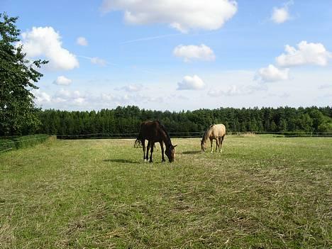 Anden særlig race Goldie - Guls og svetlana billede 2