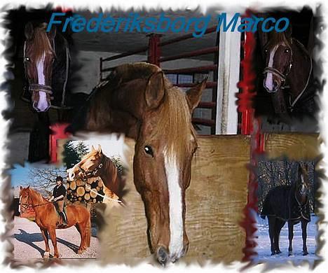 Frederiksborg Marco *Solgt til Norge* - Marco billede 1