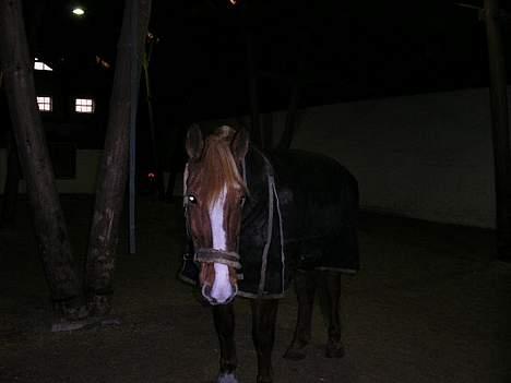 Frederiksborg Marco *Solgt til Norge* - Marco på tur i ridehallen billede 2