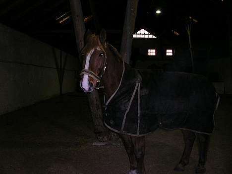 Frederiksborg Marco *Solgt til Norge* - Her er flotte Marco igen billede 3