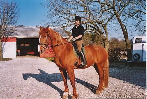 Frederiksborg Marco *Solgt til Norge* - Marco billede 4