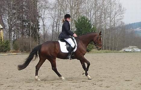 Dansk Varmblod Søndervangs Soffi - 2. plass Lb dressur. Soffi 6 år billede 2