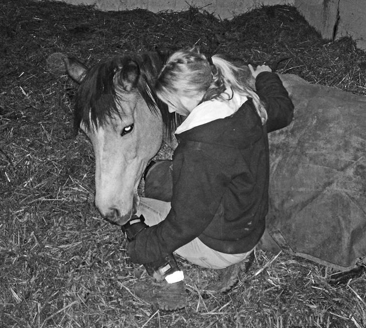 Connemara Mosens Rose Maree - smukke Rosie <3 Mit et og alt er du. 1. marts 09 billede 1