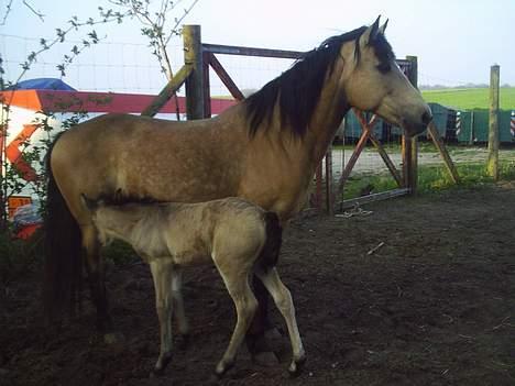 Connemara Mosens Rose Maree - Rosie 2 uger efter hun havde fået Salia billede 2