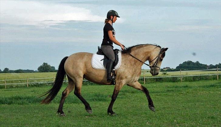 Connemara Salia Maree Manié SOLGT - Nyt billede fra den 11 juli 2010 billede 1