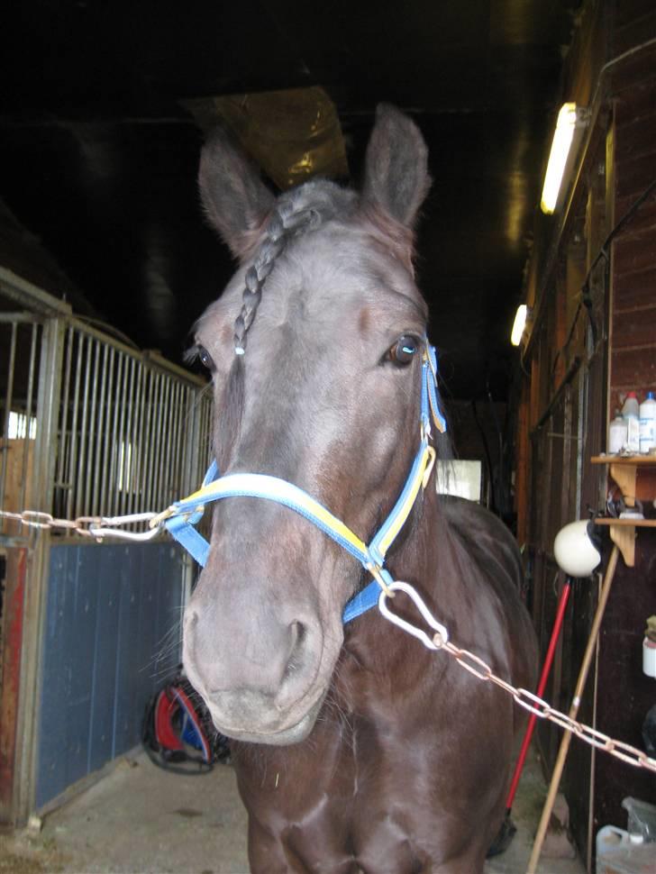 Koldblodstraver Garli Eld - Ute=) billede 2