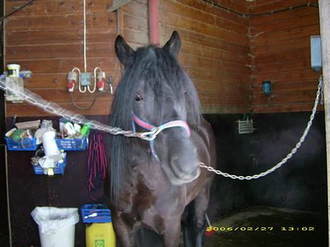 Koldblodstraver Garli Eld - På gangen billede 3