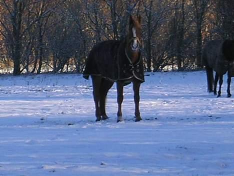 Frederiksborg Marco *Solgt til Norge* - Marco 2004 - den første rigtige dag med sne billede 5