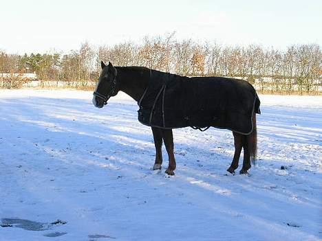 Frederiksborg Marco *Solgt til Norge* billede 7