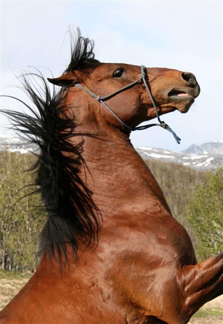 Shagya Araber (SH) Sarek db  billede 1