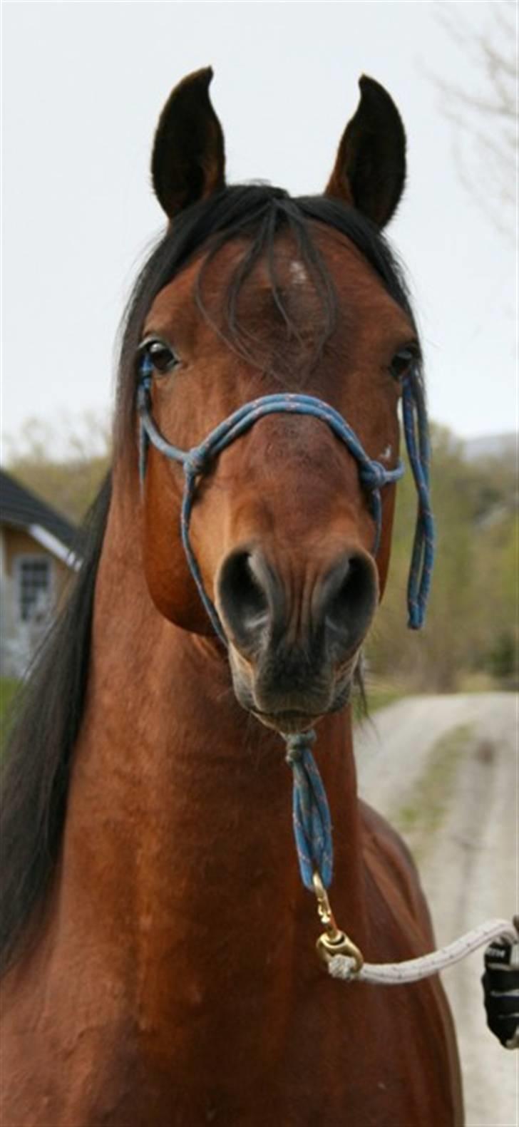 Shagya Araber (SH) Sarek db  billede 2