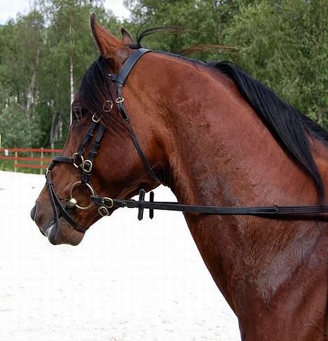 Shagya Araber (SH) Sarek db  - Sarek 6 år billede 3