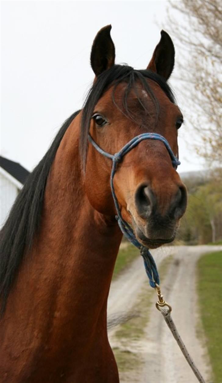 Shagya Araber (SH) Sarek db  billede 4