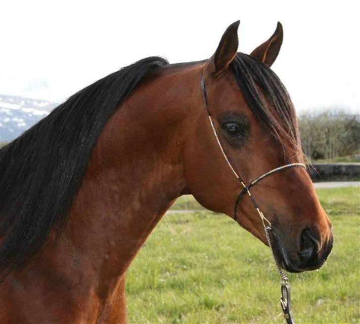 Shagya Araber (SH) Sarek db  - Sarek på utstilling billede 5