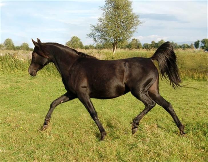 Arabisk fuldblod (OX) Hayabusa - Hayabusa billede 1