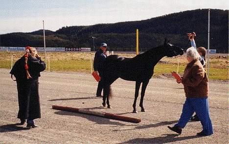 Arabisk fuldblod (OX) Hayabusa - Også på utstilling billede 3
