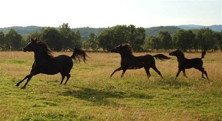 Arabisk fuldblod (OX) Hayabusa - Hayabusa og 2 av hennes avkom billede 4