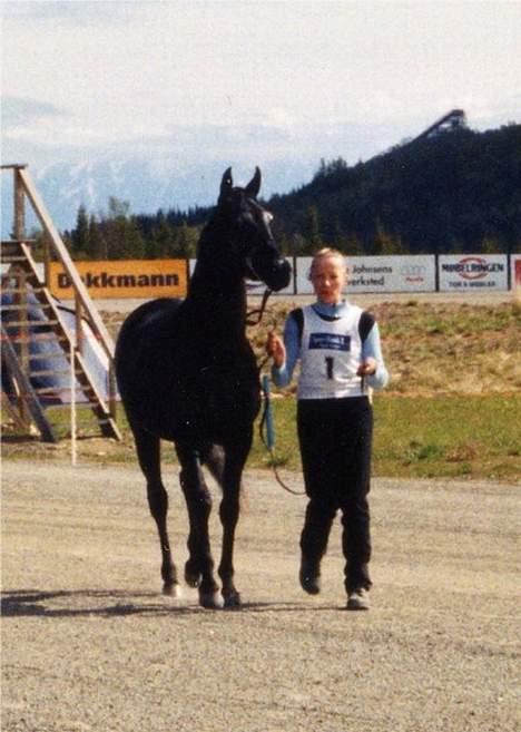 Arabisk fuldblod (OX) Hayabusa billede 5