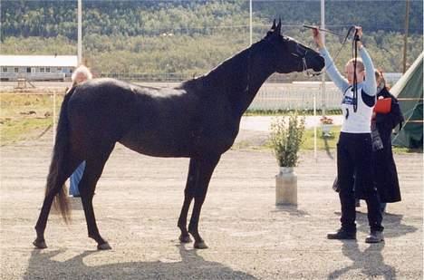 Arabisk fuldblod (OX) Hayabusa - På utstilling billede 6