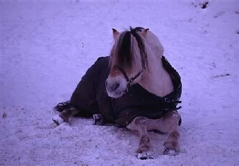 Fjordhest Bobby  billede 1