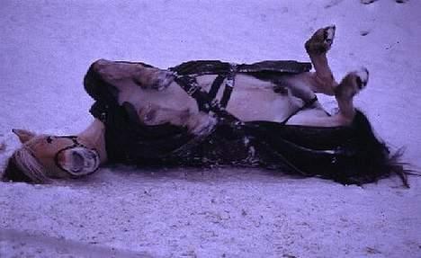 Fjordhest Bobby  billede 2